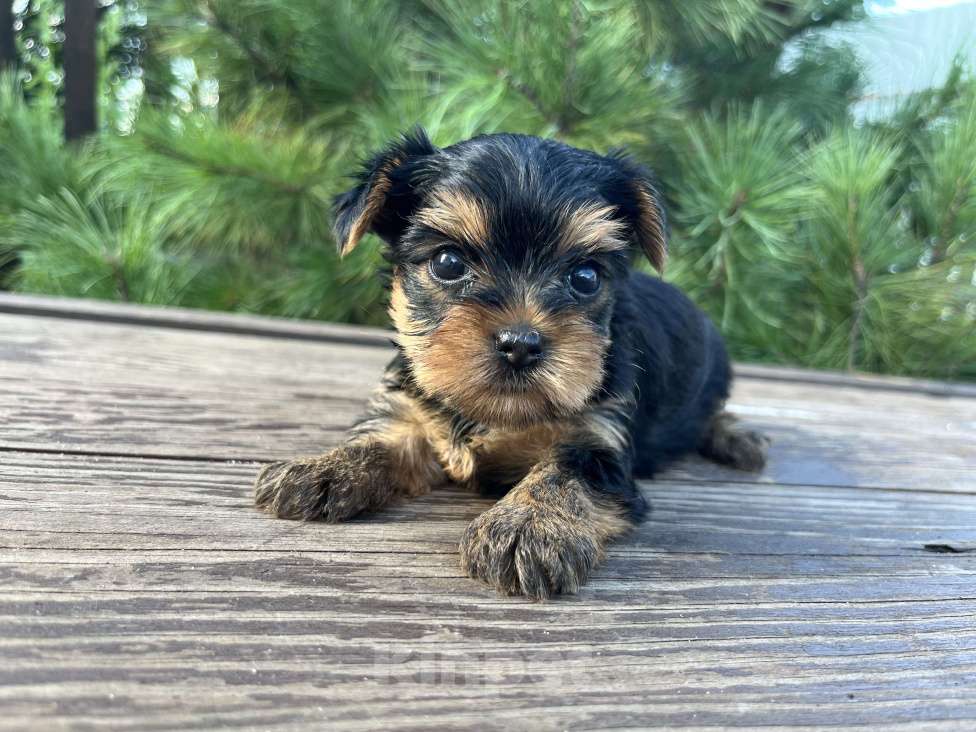 Собаки в Новосибирске: Йоркширский терьер щенки Мальчик, 50 000 руб. - фото 4