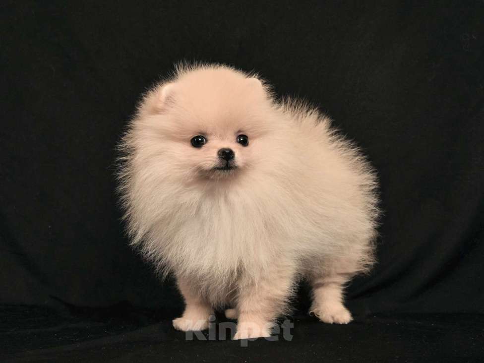 Собаки в Москве: Девочка Девочка, 30 000 руб. - фото 4