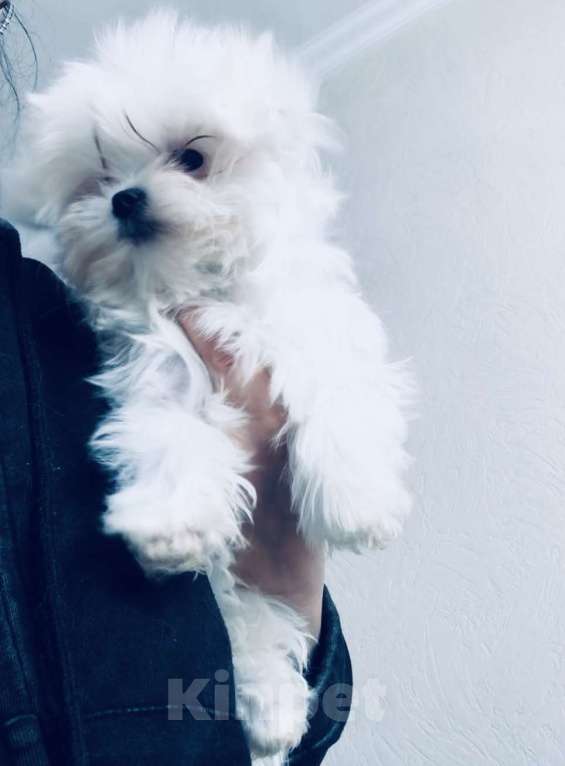 Собаки в Москве: Девочка мальтезе Корея Девочка, 80 000 руб. - фото 2