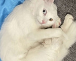 Кошки в Самаре: Пропала белая кошечка с разными глазами Девочка, 1 руб. - фото 1