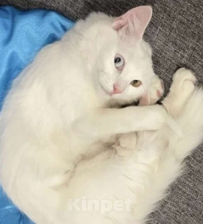 Кошки в Самаре: Пропала белая кошечка с разными глазами Девочка, 1 руб. - фото 1