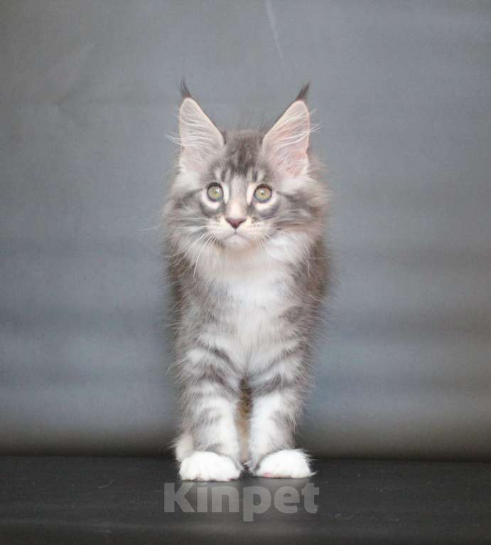 Кошки в Екатеринбурге: Даймонд Димочка Мальчик, 50 000 руб. - фото 3