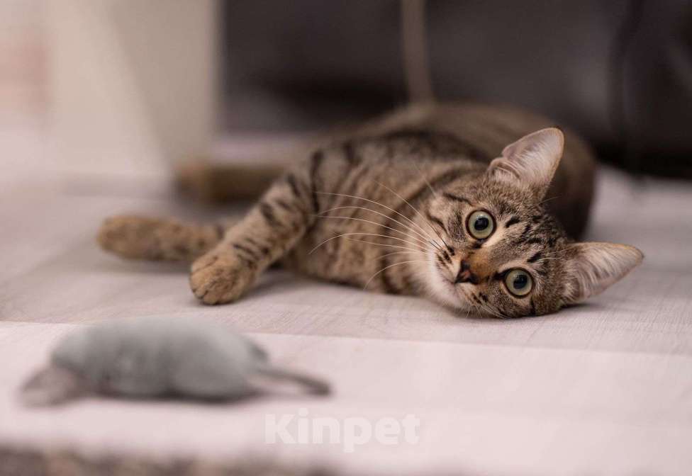 Кошки в Москве: Эклер - котёнок, который обещает вырасти в нереального красавца  Мальчик, Бесплатно - фото 2