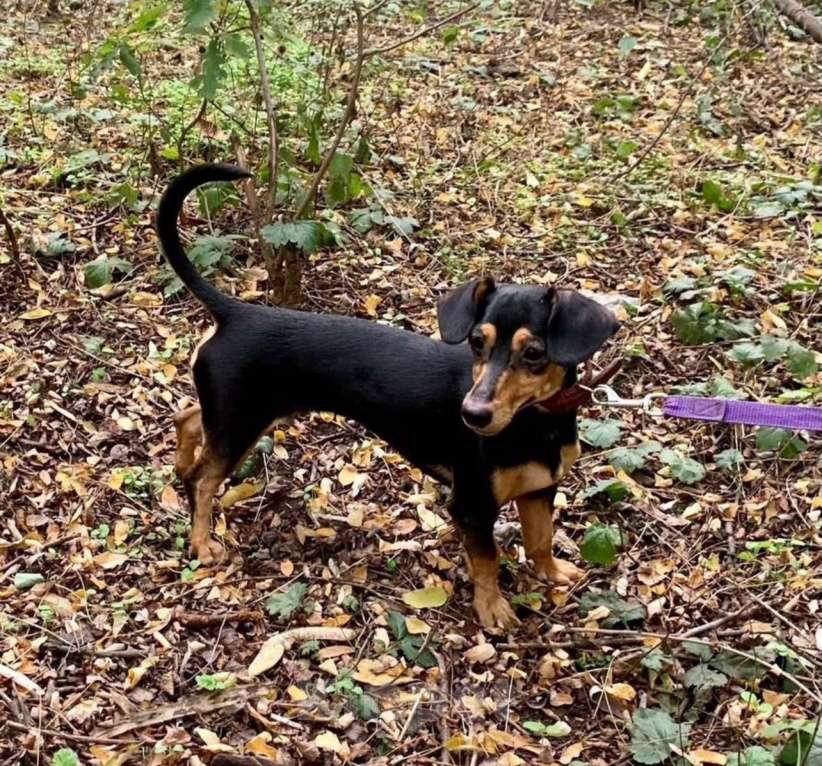Собаки в других городах Владимирской области: Красивая девочка, помесь таксы в добрые ручки! Девочка, Бесплатно - фото 2