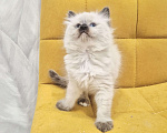 Кошки в Москве: Милейшая девочка Рэгдолл Девочка, 70 000 руб. - фото 2