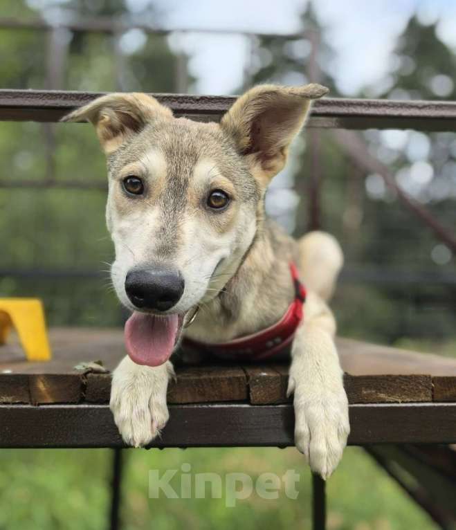 Собаки в Москве: Адель, щенок 5 месяцев в добрые руки  Девочка, Бесплатно - фото 3