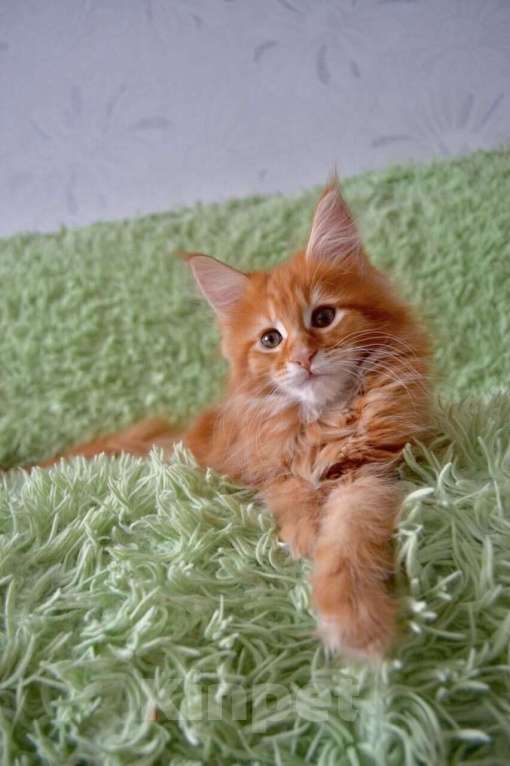 Кошки в Иркутске: Продам котят мейн-кун Мальчик, 45 000 руб. - фото 1