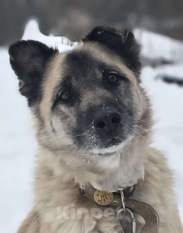 Собаки в Королеве: Боб живет в приюте и мечтает найти своего человека! Мальчик, Бесплатно - фото 1