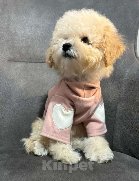 Собаки в Москве: Мальтипу мини девочка Девочка, 100 000 руб. - фото 3