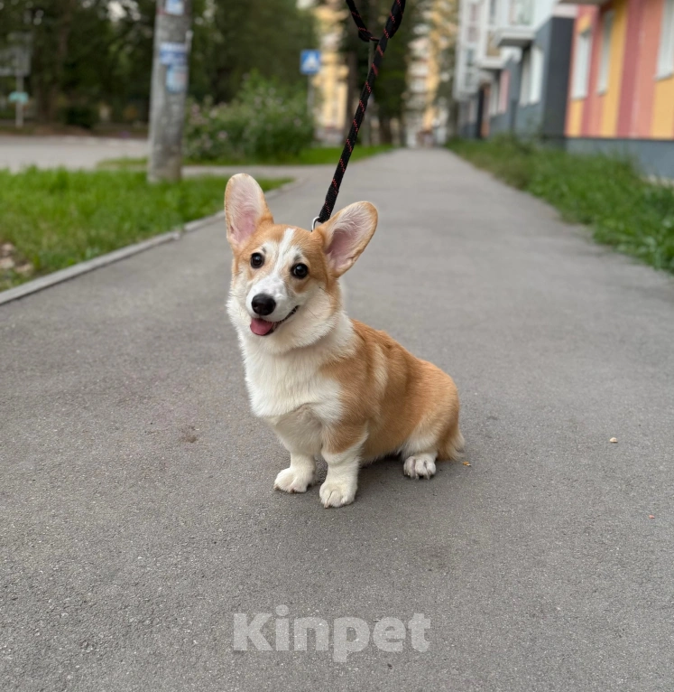 Собаки в других городах Пермского края: Щенок вельш корги пемброк Девочка, 45 000 руб. - фото 2