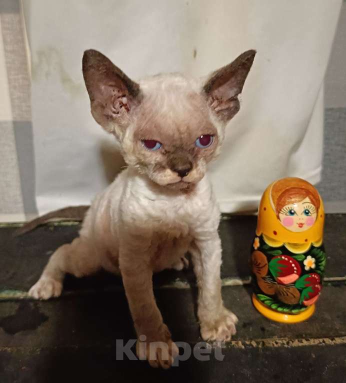 Кошки в Москве: Котята девочки Девон Рекс для души Девочка, Бесплатно - фото 1