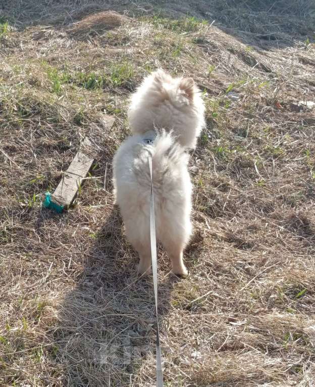 Собаки в Екатеринбурге: Немецкий шпиц малый Мальчик, 45 000 руб. - фото 3