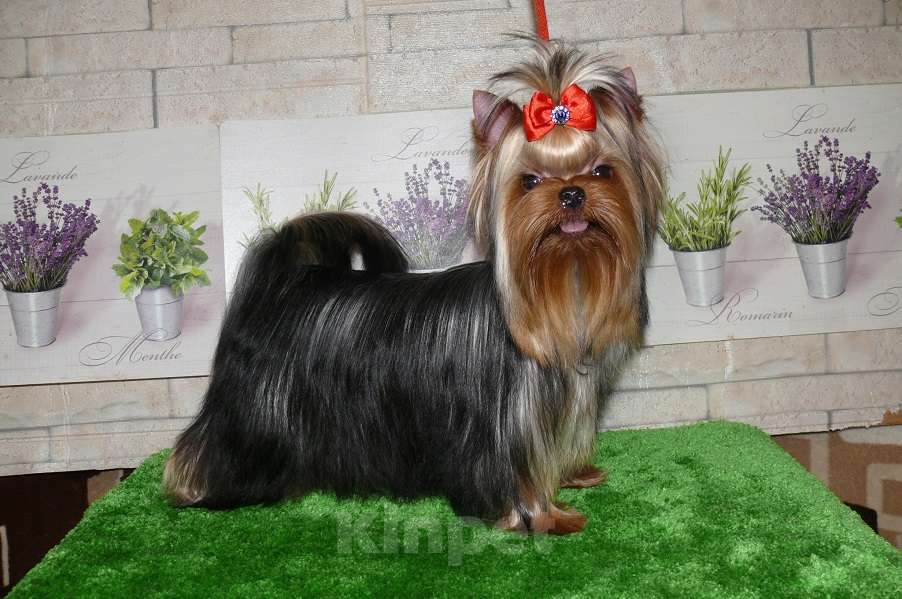 Собаки в Королеве: Девочка йорк, 9 мес. Девочка, 85 000 руб. - фото 4