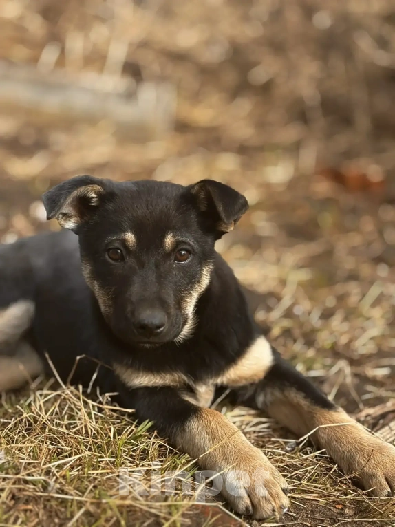 Собаки в других городах Владимирской области: Шаловливый щенок хорошему хозяину Девочка, Бесплатно - фото 3