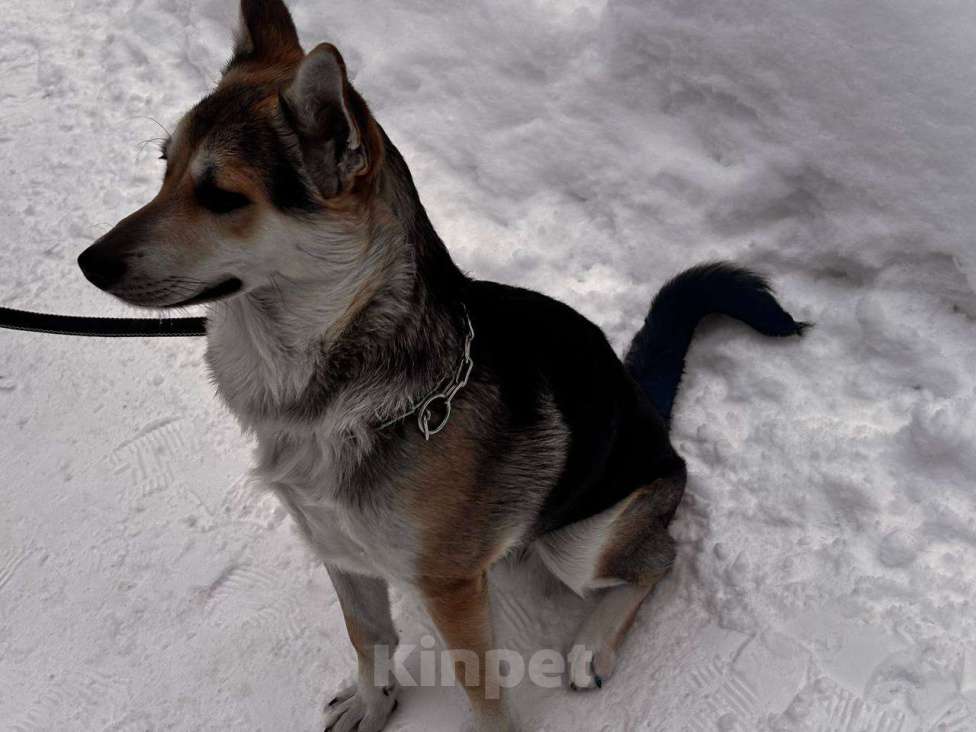 Собаки в Москве: Джокер в добрые руки Мальчик, Бесплатно - фото 6