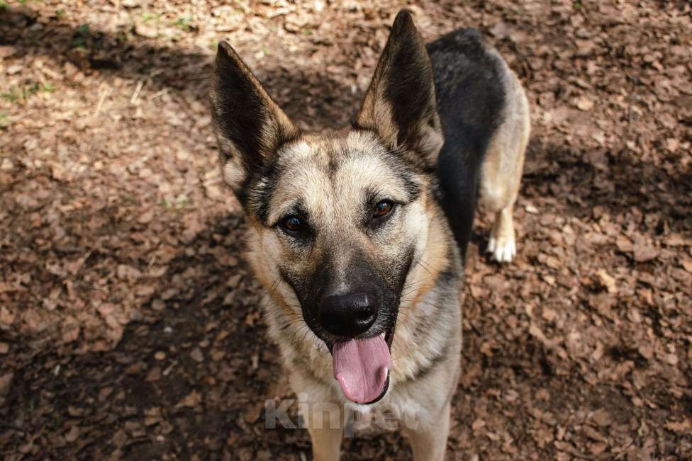 Собаки в Москве: Скромный юноша, который покорит ваше сердце. Мальчик, 1 руб. - фото 4