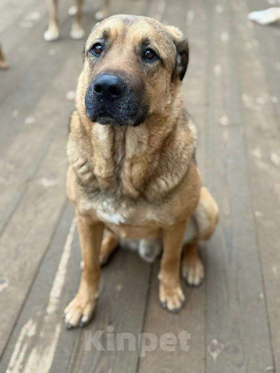 Собаки в Москве: Очень умный пес в добрые руки Мальчик, Бесплатно - фото 3