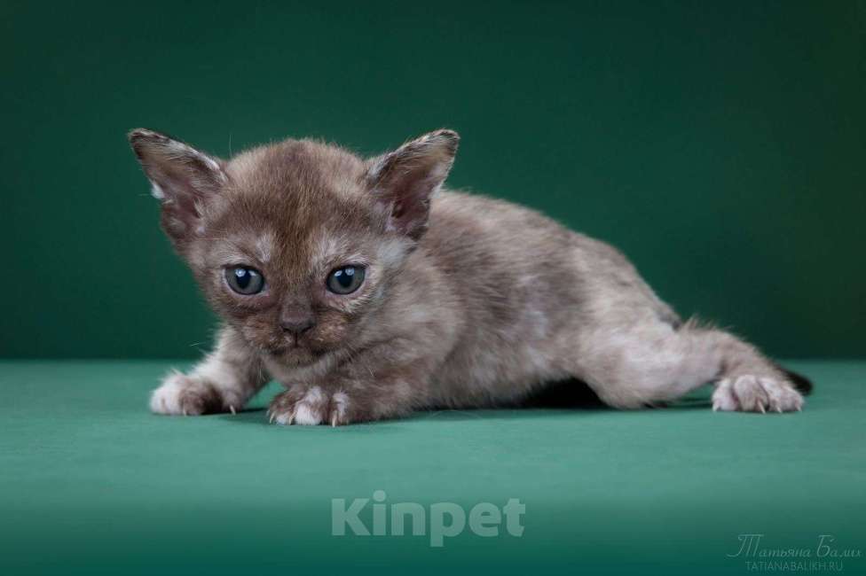 Кошки в Москве: Кошка бурманская, соболиная черепаха Девочка, 150 000 руб. - фото 1