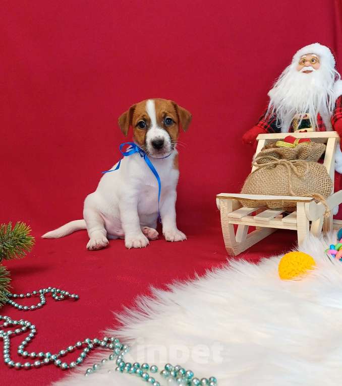 Собаки в Омске: Щенки Джек Рассел терьер гладко шерстяные мальчики и девочки  Мальчик, 35 000 руб. - фото 3