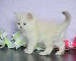 Кошки в Сарове: Хорошенький мальчонка Мальчик, Бесплатно - фото 1