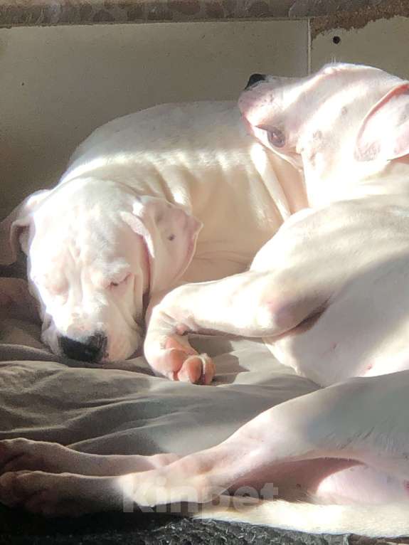 Собаки в Ульяновске: Аргентинский дог Девочка, 40 000 руб. - фото 3