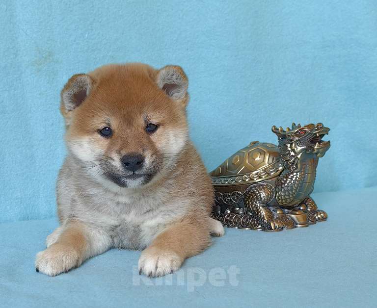 Собаки в Москве: Сиба ину. Щенки разных окрасов. Мальчик, 50 000 руб. - фото 7