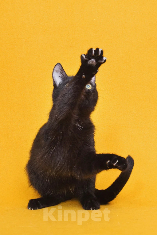 Кошки в Москве: Чудесный котенок ищет дом Мальчик, Бесплатно - фото 6