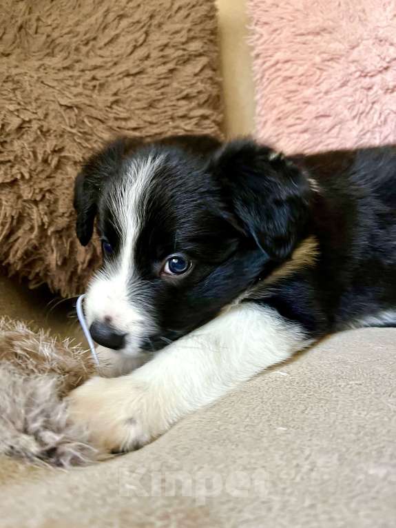 Собаки в Краснодаре: Щенки Бордерколли  Девочка, Бесплатно - фото 2
