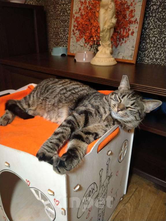 Кошки в Санкт-Петербурге: Котик Веня в добрые руки Мальчик, Бесплатно - фото 1