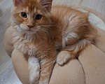 Кошки в Одинцово: Котёнок мейн-кун Девочка, 40 000 руб. - фото 3