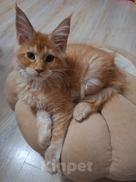 Кошки в Одинцово: Котёнок мейн-кун Девочка, 40 000 руб. - фото 3