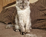 Кошки в Челябинске: Кошечка мейн кун Девочка, 50 000 руб. - фото 5