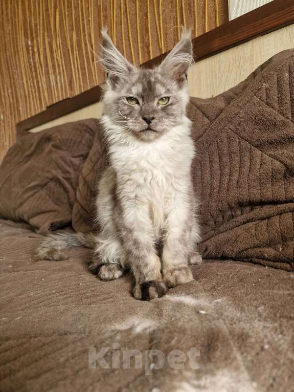 Кошки в Челябинске: Кошечка мейн кун Девочка, 50 000 руб. - фото 5