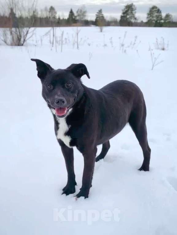 Собаки в других городах Московской области: Тесси Девочка, Бесплатно - фото 1