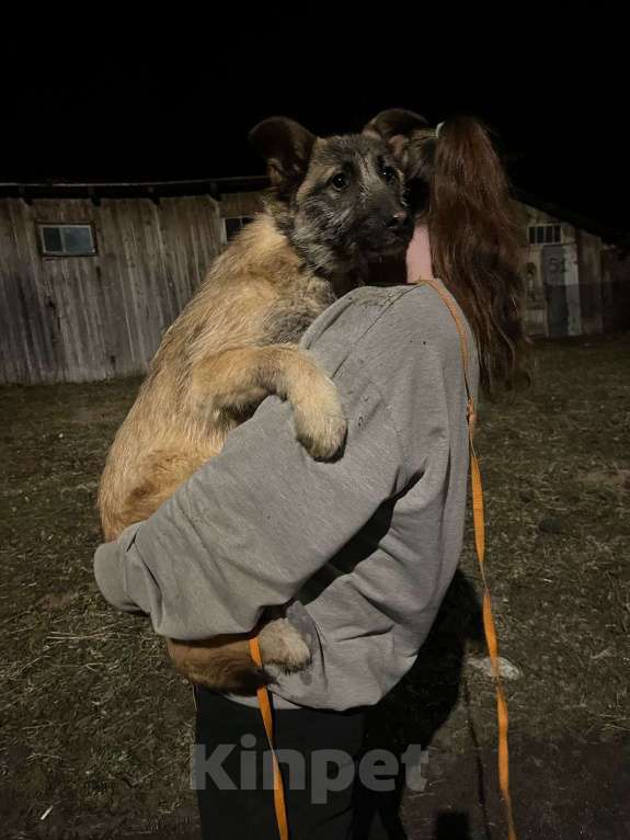 Собаки в Шатуре: Малинка Девочка, Бесплатно - фото 3