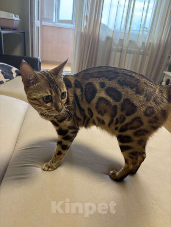 Кошки в Екатеринбурге: Бенгальские чистокровные котята с документами Мальчик, 10 000 руб. - фото 10