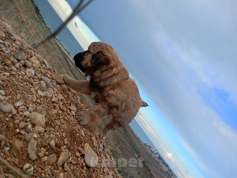 Собаки в Севастополе: В добрые ручки Девочка, Бесплатно - фото 4