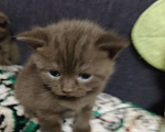 Кошки в Вязьме: Котик Шотландский тёмный шоколад, 15 000 руб. - фото 9