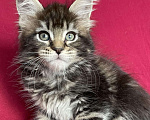 Кошки в Калаче-На-Доне: Котята мейн кун, 40 000 руб. - фото 9