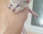 Кошки в Краснодаре: Котята сфинкс браш Мальчик, 6 000 руб. - фото 6