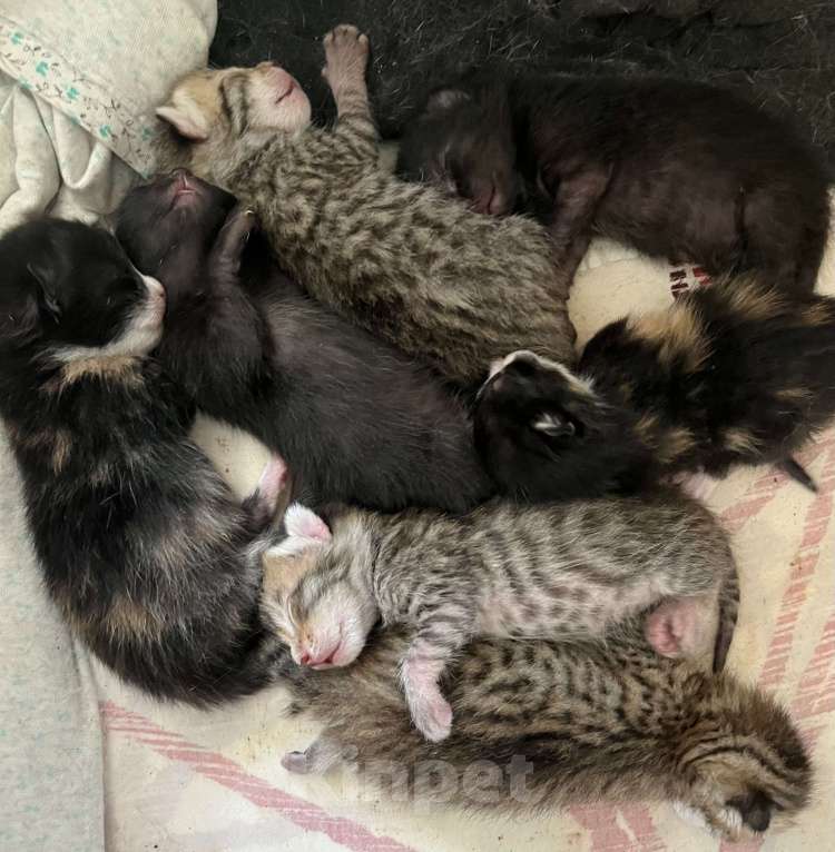 Кошки в Симферополе: домашние, здоровые котята Мальчик, 30 руб. - фото 2