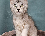 Кошки в Мытищах: Котёнок Мейн-кун Девочка, 40 000 руб. - фото 6