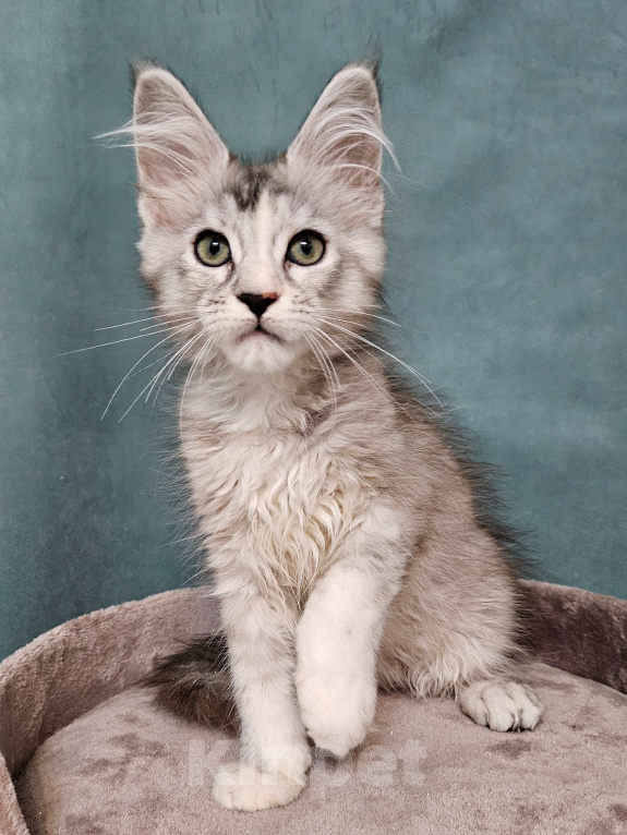 Кошки в Мытищах: Котёнок Мейн-кун Девочка, 40 000 руб. - фото 6