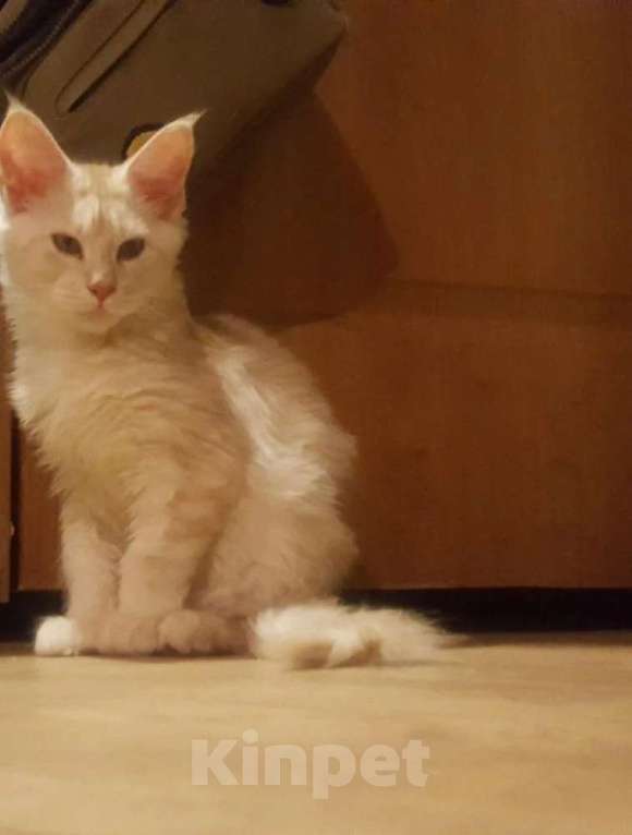 Кошки в Москве: Красивенные Мейн кун Девочка, 18 000 руб. - фото 6