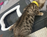 Кошки в других городах Московской области: Бенгальский котенок Девочка, 18 000 руб. - фото 5