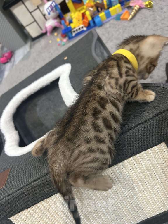 Кошки в других городах Московской области: Бенгальский котенок Девочка, 18 000 руб. - фото 5