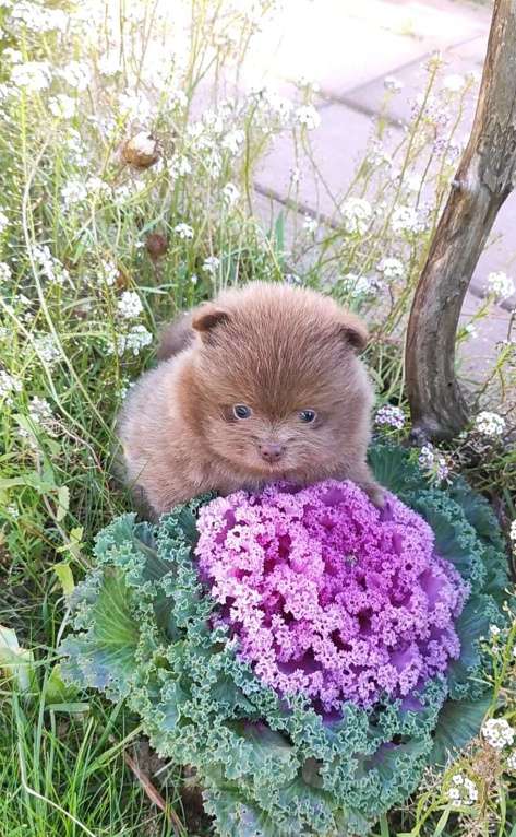 Собаки в Раменском: 💕Лиловый померанец в любимцы.  Мальчик, 50 000 руб. - фото 5