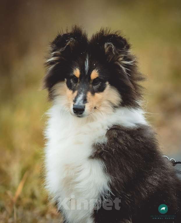 Собаки в других городах Свердловской области: Колли Вассаби, нежная девочка Девочка, 60 000 руб. - фото 6