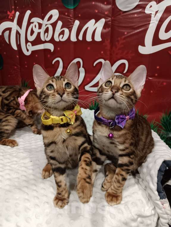 Кошки в Лыткарино: Бенгальский мальчик Майбах 3 мес  Мальчик, 20 000 руб. - фото 3