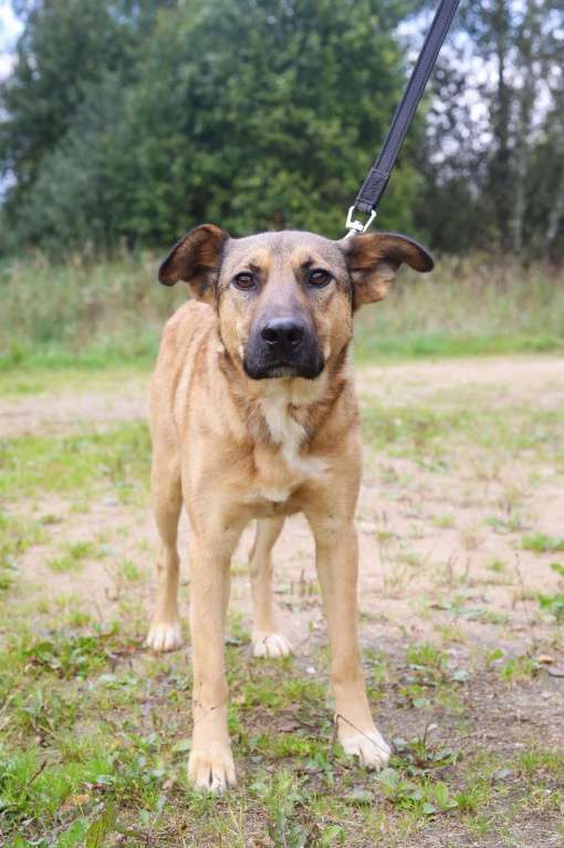 Собаки в Москве: Яся Девочка, Бесплатно - фото 12